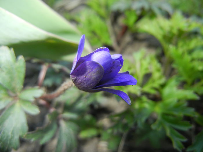 Anemone Blue Shades (2015, April 11)