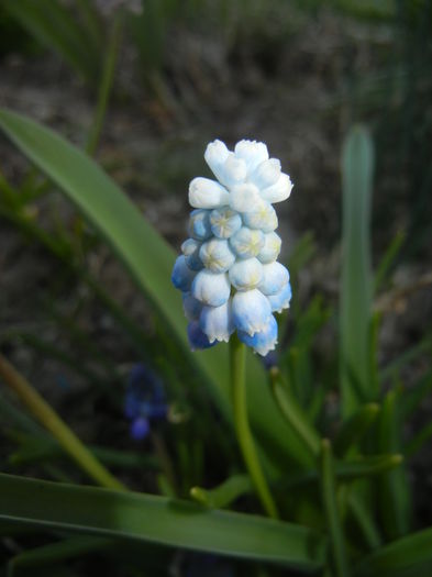 Muscari Peppermint (2015, April 11) - Muscari Peppermint