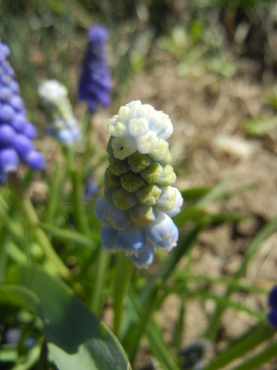 Muscari Peppermint (2015, April 11) - Muscari Peppermint