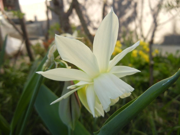 Narcissus Thalia (2015, April 11)