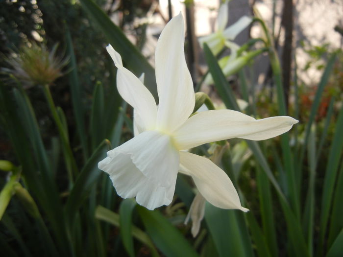 Narcissus Thalia (2015, April 11)