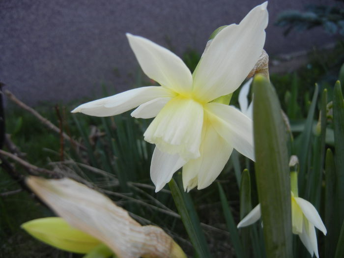 Narcissus Thalia (2015, April 11)