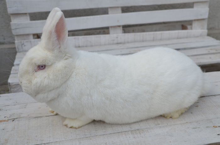 DSC_4647 - 1 ACTUALIZARE DE VANZARE MATCA IEPURI NEOZEELANDEZ ALB - vanduti