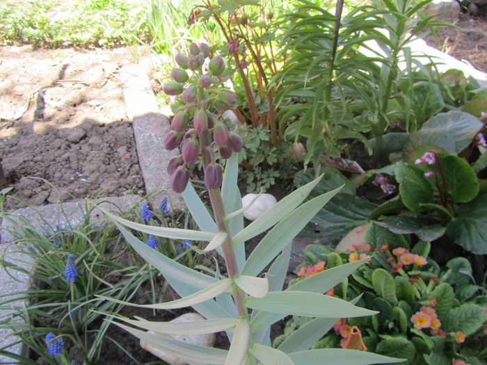 Fritillaria persica - Flori de gradina-2015Primavara