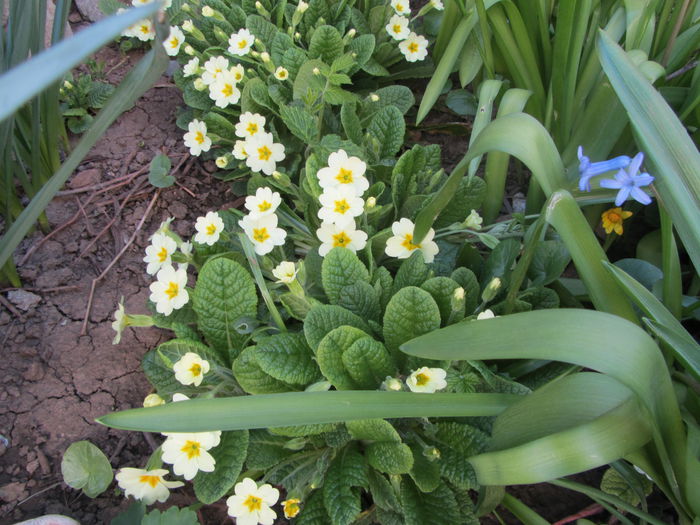 IMG_0079 - Flori de gradina-2015Primavara