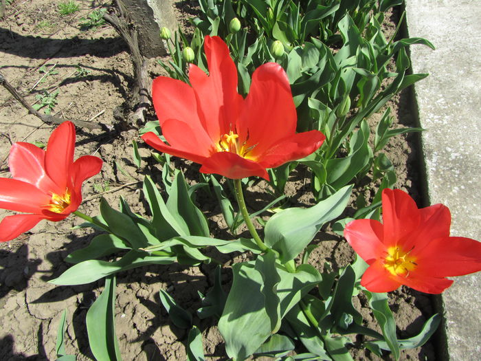 Tulipa - Flori de gradina-2015Primavara