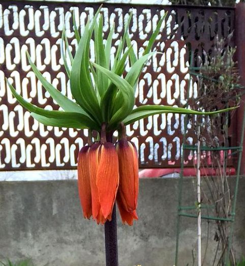 11010615_1555388128058990_8930362056161405651_n