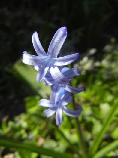 Hyacinth multiflora Blue (2015, April 11) - Hyacinth multiflora Blue