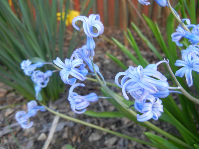 Hyacinth multiflora Blue (2015, April 11) - Hyacinth multiflora Blue