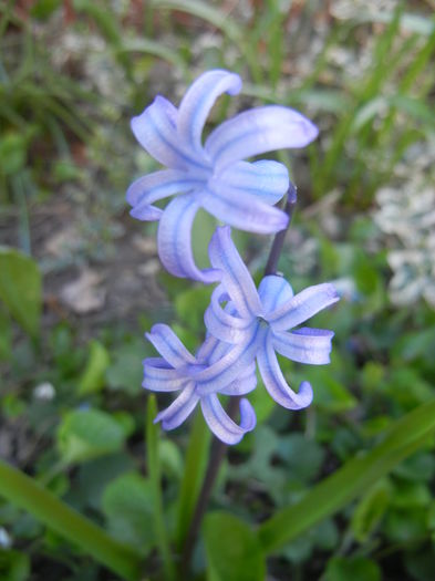 Hyacinth multiflora Blue (2015, April 11) - Hyacinth multiflora Blue