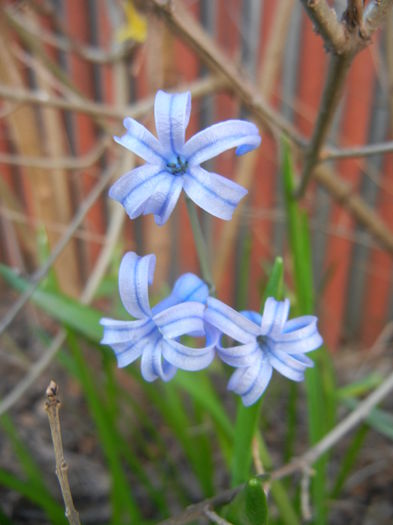 Hyacinth multiflora Blue (2015, April 11) - Hyacinth multiflora Blue