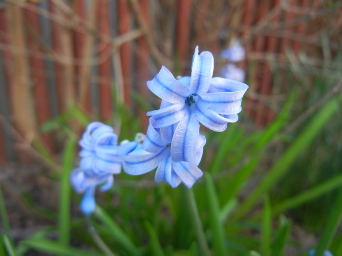 Hyacinth multiflora Blue (2015, April 11)
