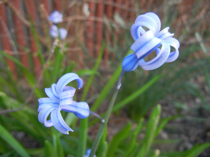 Hyacinth multiflora Blue (2015, April 11) - Hyacinth multiflora Blue