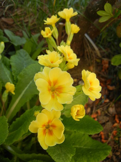 Primula polyanthus Yellow (2015, Apr.11)