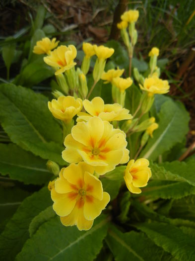 Primula polyanthus Yellow (2015, Apr.11)