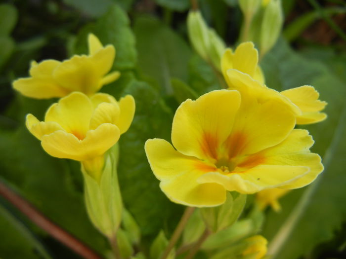 Primula polyanthus Yellow (2015, Apr.11)