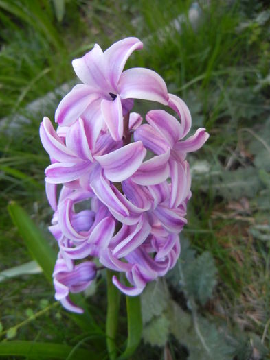 Hyacinth Splendid Cornelia (2015, Apr.11)