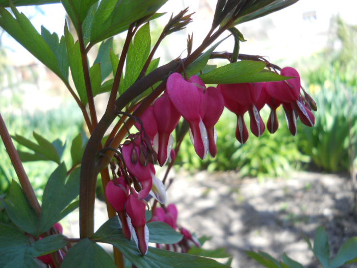 Dicentra spectabilis