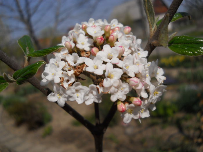 Viburnum burkwoodii