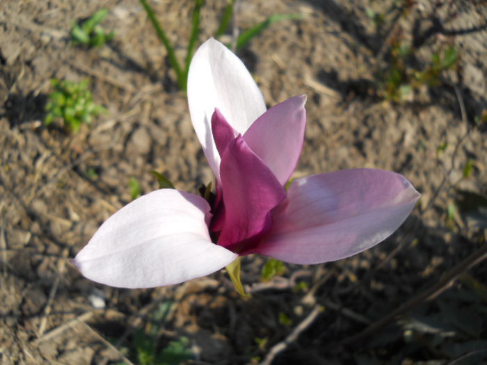 Magnolia