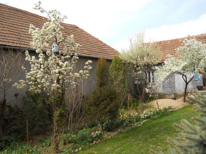 Pear tree