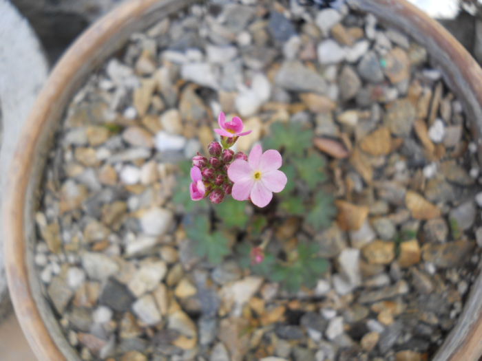 Androsace elatior? - Flora_2015