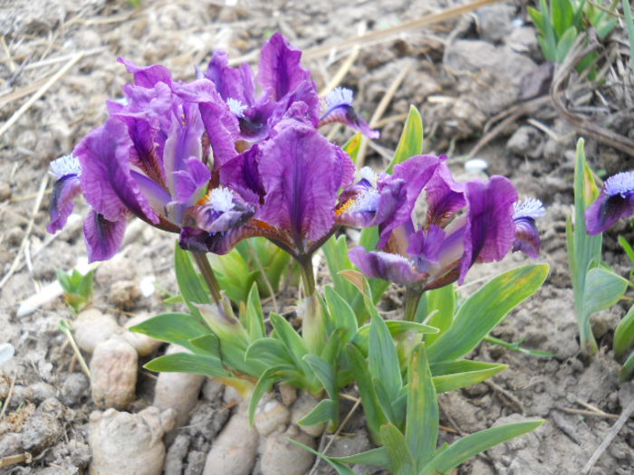 Iris?