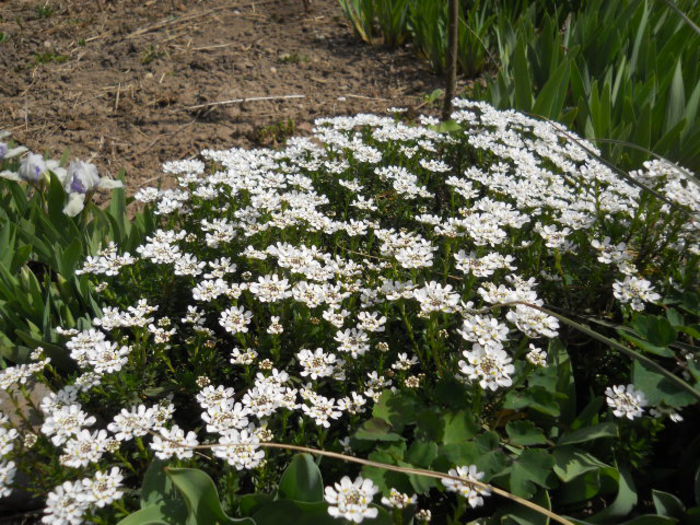 Iberis sempervirens