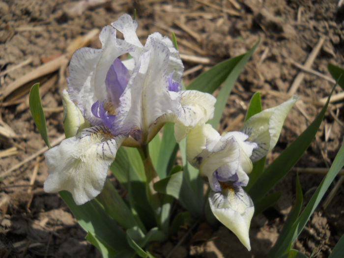 Iris?