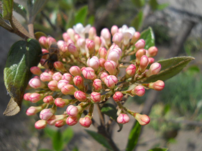 Viburnum burkwoodii