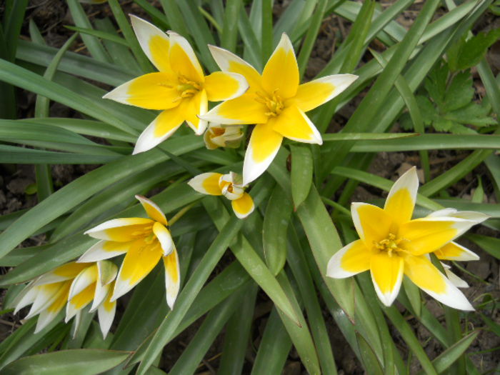 Tulipa tarda