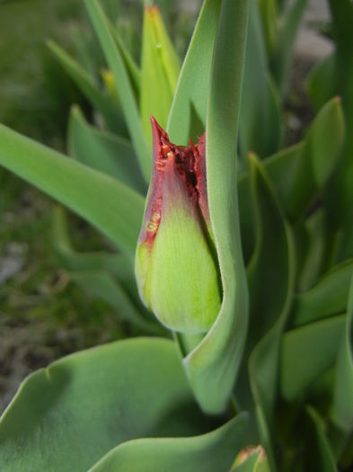 Tulipa Pacific Pearl (2015, April 07)