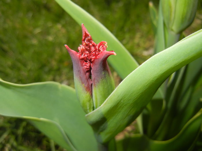 Tulipa Pacific Pearl (2015, April 10)