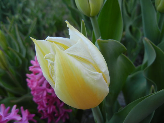 Tulipa Flaming Coquette (2015, April 11)