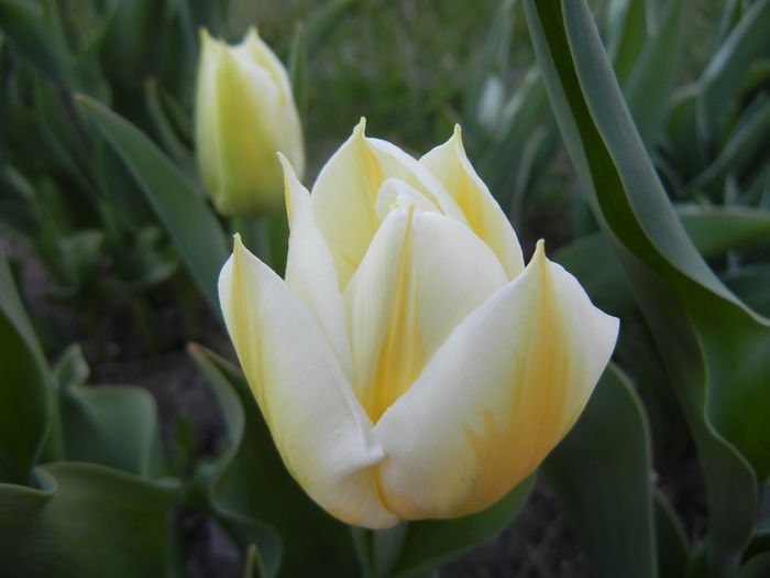 Tulipa Flaming Coquette (2015, April 11) - Tulipa Flaming Coquette