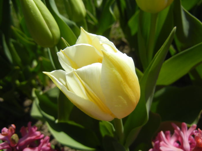 Tulipa Flaming Coquette (2015, April 11)