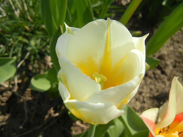Tulipa Flaming Coquette (2015, April 13)