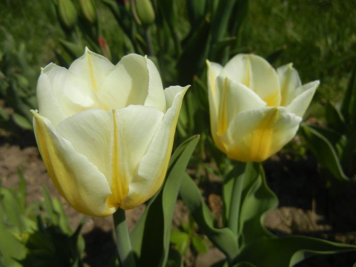 Tulipa Flaming Coquette (2015, April 13)
