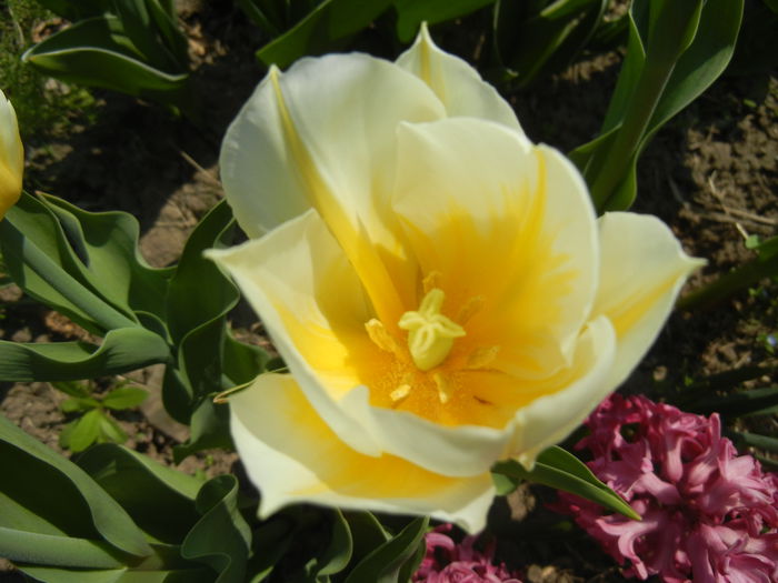 Tulipa Flaming Coquette (2015, April 13)