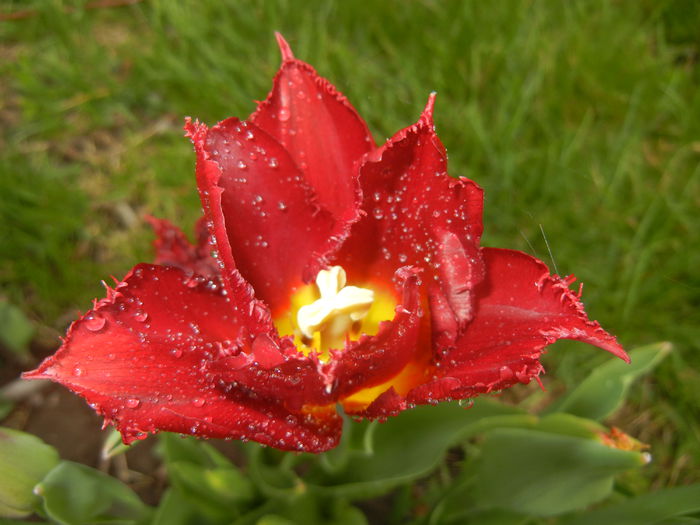 Tulipa Pacific Pearl (2015, April 14)