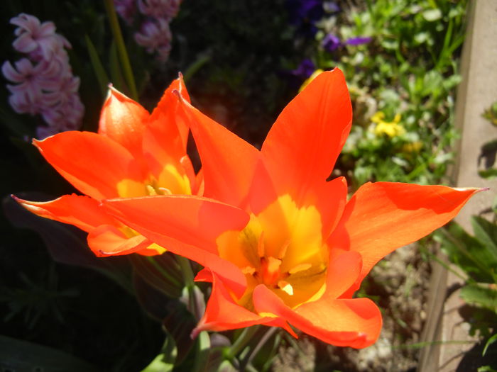 Tulipa Juan (2015, April 11)