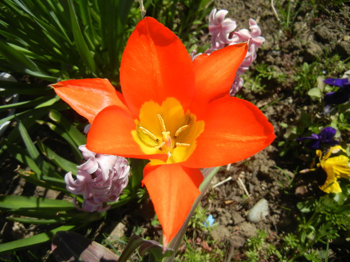 Tulipa Juan (2015, April 11)