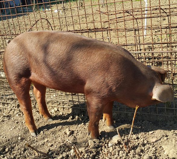 2015-04-11 19.48.43 - Scrofite Duroc la 4 luni