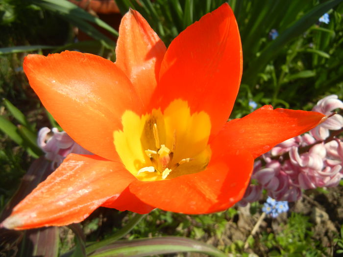 Tulipa Juan (2015, April 13)