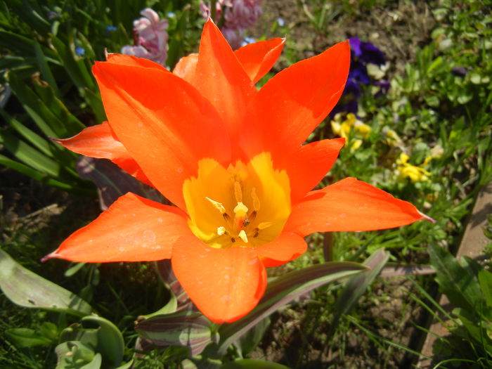 Tulipa Juan (2015, April 13)