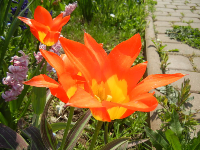 Tulipa Juan (2015, April 13)