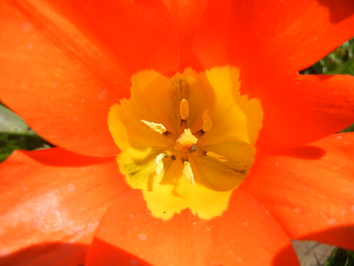 Tulipa Juan (2015, April 13)