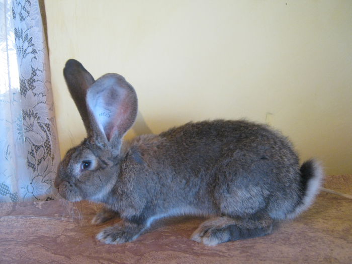 mascul -3 luni-2.8 kg