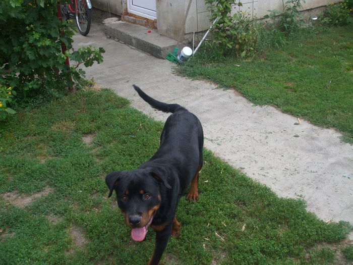 DSCF0891 - Rocky Rottweiler