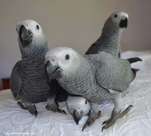 Yako-Senegal - FRUMUSETI  MONDIALE